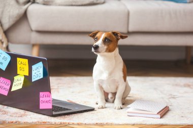 Köpek dizüstü bilgisayarda oturuyor. Akıllı evcil hayvan kavramı atış. pc'de jack russell terrier.