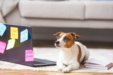 Dizüstü bilgisayarın yanında şirin köpek yavrusu