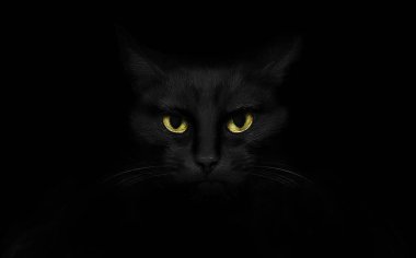 Koyu arka plan üzerinde siyah kedi