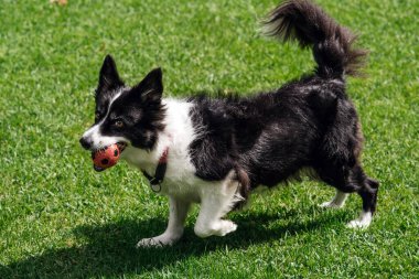 Playful black and white dog is running on lush green grass with an orange ball in its mouth, embodying joy and energy in a vibrant outdoor setting