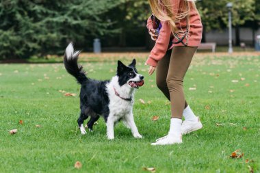 Genç bir kadın, yemyeşil çimenler ve dağınık sonbahar yapraklarıyla çevrili bir parkta neşeli siyah beyaz bir köpekle takılıyor, neşeli bir açık hava deneyimi yakalıyor.