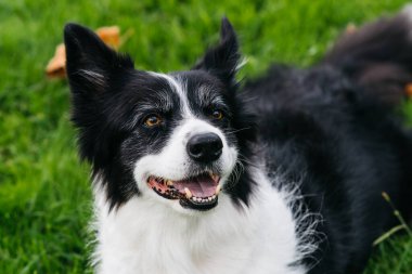 Happy border collie standing on green grass