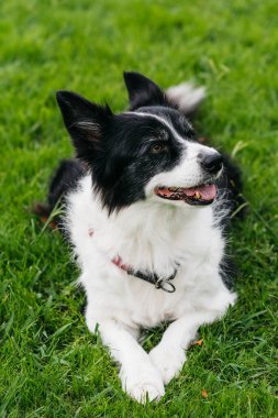Dog with black and white fur is lying on lush green grass, enjoying the outdoors, displaying a playful and relaxed demeanor in a vibrant natural setting