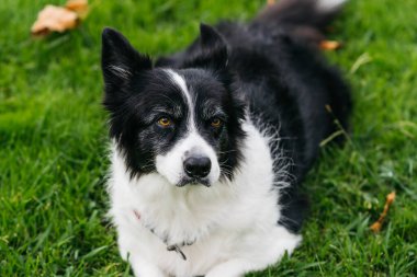 Black and white dog resting on grass outdoors
