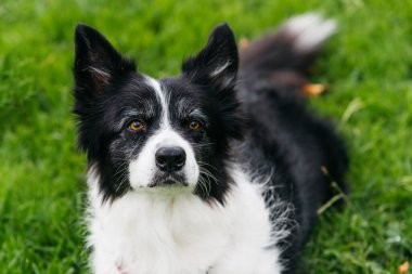 Border collie dog rests on lush green grass, gazing at the viewer with curiosity, highlighting its playful demeanor and intelligent personality