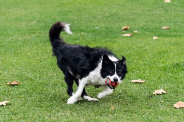 Playful black and white dog is running on lush green grass, surrounded by fallen leaves, capturing the essence of joy and outdoor activity