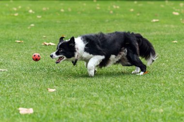 Playful black and white dog is running after a vibrant red ball on a grassy field, capturing the essence of joy and energy in a natural environment