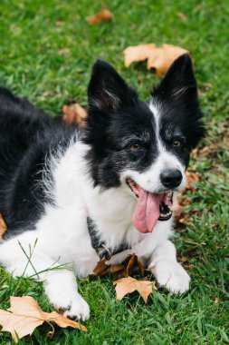 Black and white dog is resting on lush green grass with fallen leaves around, displaying a cheerful expression and a relaxed posture in a serene outdoor environment