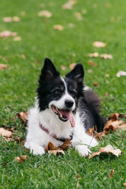 Black and white dog rests on lush green grass, surrounded by colorful fallen leaves, embodying a cheerful and serene moment in a natural outdoor setting