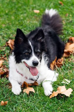 Happy border collie lying among autumn leaves