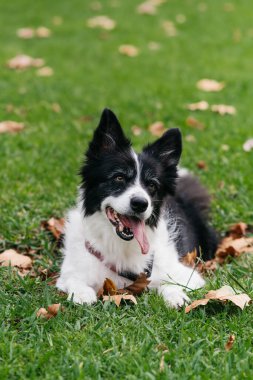 Happy black and white dog rests on lush green grass, surrounded by autumn leaves, capturing a playful moment in a serene outdoor setting