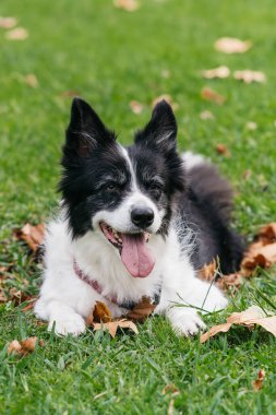 Happy black and white dog lying outdoors grass
