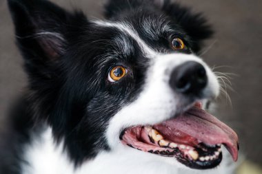 Mutlu sınır köpekleri heyecanla yukarı bakıyor