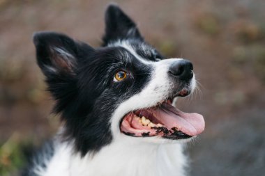 Happy border collie dog looking up outdoors