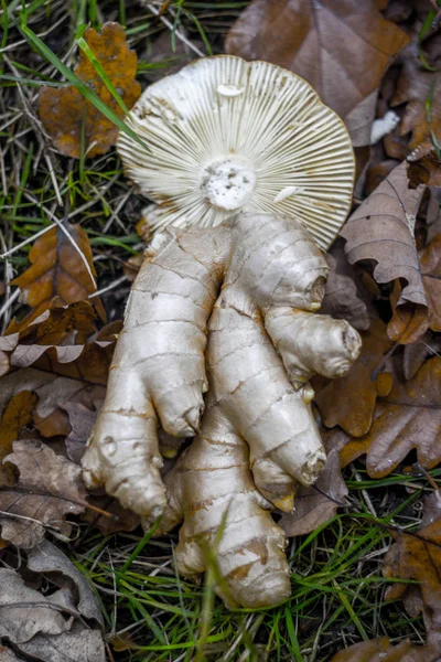 Ginger, Kızıl adam mantar, mantar kapağı, mantar adam orman, natürmort çimen, kap