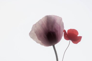 Mor haşhaş alan arka plan