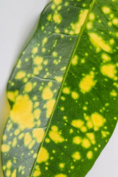 Flora egzotik doğa makro doku flora egzotik doğa makro doku sarı güzel orta yaprak makro yaprağına simetrik desen ile dekore edilmiş lekeler yuvarlak