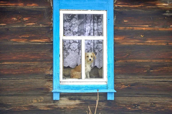 Köyün üstünde belgili tanımlık pencere oturan bir ahşap eski evde sokakta izlerken bir perde perde arkasında yalnız köpek yavrusu