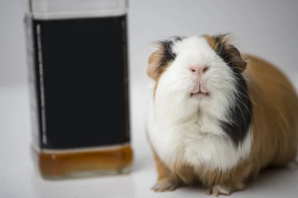 guinea pig sitting on the table next to the bottle. funny pig. alcoholic drink