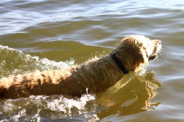 Golden Retriever Labrador köpeği ıslak mutlu yürüyüş arkadaşı su banyosu yaptı ıslak göl komik