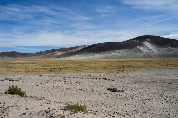 Regionen Ligger Höjd Bolivia Med Berg Och Typiska Vegetationen — Stockfoto