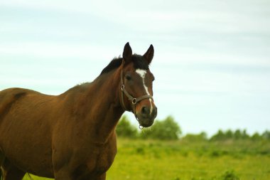 Bir yürüyüş hayvan doğa açık taşıma hobi yarışları yarış pisti arka planlar grace için güzel atlar