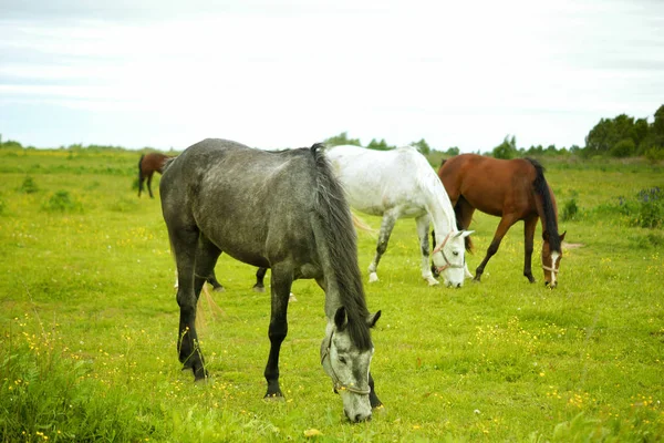 Koně Pro Procházka Zvířecí Podstaty Venkovní Dopravní Hobby Závody Závodiště — Stock fotografie