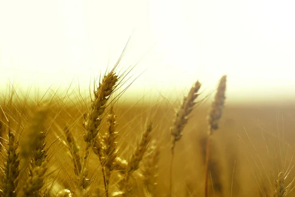 Cosecha Trigo Campo Temporada Verano Otoño Cebada Cultivos Frijoles Cereales — Foto de Stock