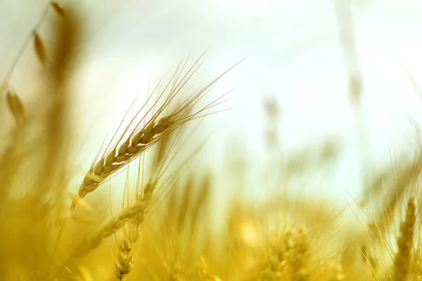 Cosecha Trigo Campo Temporada Verano Otoño Cebada Cultivos Frijoles Cereales — Foto de Stock