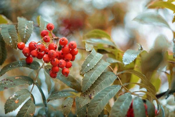 Sonbahar Doğa açık duvar kağıdı closeup Eylül Ekim closeup doku arka plan sezon berry rowan orman damla stillife güzel