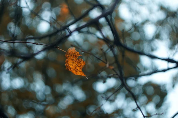 Gelbes Blatt Herbst Wald Tapete Hintergrund Textur Bokeh Effekt Ansicht — Stockfoto