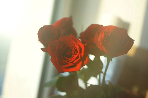 Κόκκινο Τριαντάφυλλο Στο Παράθυρο Φόντο Ταπετσαρία Υφή Θέα Όμορφη Χλωρίδα — Φωτογραφία Αρχείου