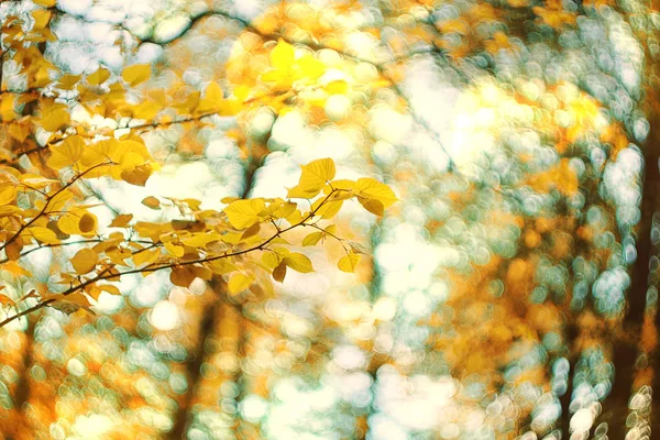 Herfst in het bos — Stockfoto