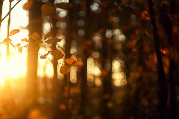 Herfst in het bos — Stockfoto