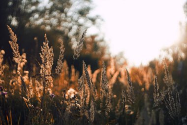 Ormanda gün batımı