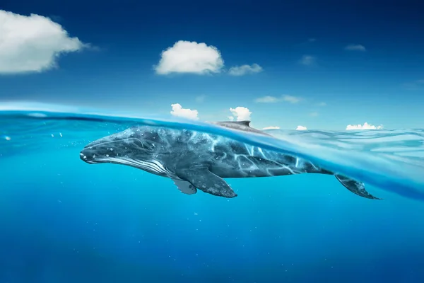 Whale Ocean Half Angle View — Stock Photo, Image