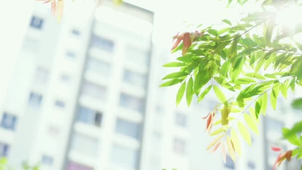 绿叶在阳光下枝条上的选择性聚焦 — 图库视频影像