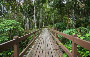 Tropikal yağmur ormanlarındaki yemyeşil bitki örtüsünün içinden geçen ahşap yol.