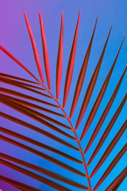 Tropikal yaprak canlı kalın degrade holografik neon renkler, sanat kavramına, Minimal Sürrealizm arka plan 