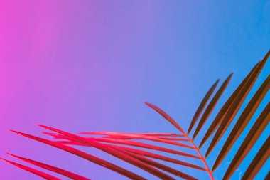Tropikal yaprak canlı kalın degrade holografik neon renkler, sanat kavramına, Minimal Sürrealizm arka plan 