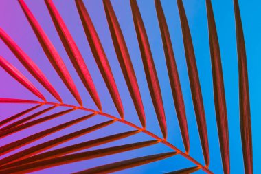 Tropikal yaprak canlı kalın degrade holografik neon renkler, sanat kavramına, Minimal Sürrealizm arka plan 