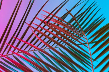 Tropikal ve palmiye yaprakları canlı kalın degrade holografik neon renklerde, sanat kavramına, Minimal Sürrealizm arka plan 