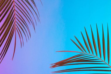 Tropikal ve palmiye yaprakları canlı kalın degrade holografik neon renklerde, sanat kavramına, Minimal Sürrealizm arka plan 