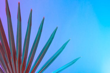 Tropikal yaprak canlı kalın degrade holografik neon renkler, sanat kavramına, Minimal Sürrealizm arka plan 