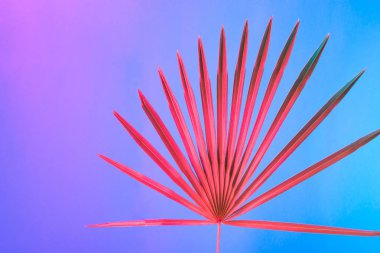 Tropikal yaprak canlı kalın degrade holografik neon renkler, sanat kavramına, Minimal Sürrealizm arka plan 