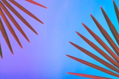 Tropikal ve palmiye yaprakları canlı kalın degrade holografik neon renklerde, sanat kavramına, Minimal Sürrealizm arka plan 