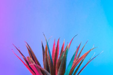 Tropikal yaprak canlı kalın degrade holografik neon renkler, sanat kavramına, Minimal Sürrealizm arka plan 