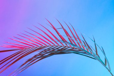 Tropikal yaprak canlı kalın degrade holografik neon renkler, sanat kavramına, Minimal Sürrealizm arka plan 