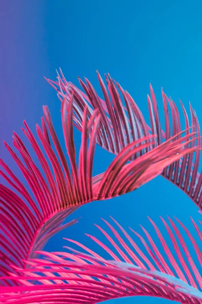 Tropical Palm Leaves Vibrant Bold Gradient Holographic Neon Colors Concept — Stock Photo, Image