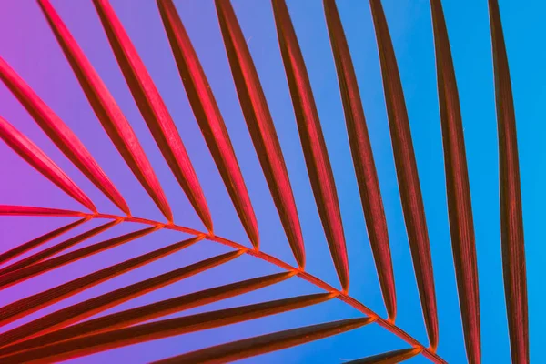 Foglia Tropicale Vivace Gradiente Audace Colori Olografici Neon Concept Art — Foto Stock